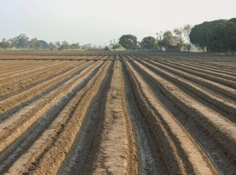 A plowed field with neat rows in Punjab, showcasing agricultural preparation and rural scenery. A plowed field with neat rows in Punjab, showcasing agricultural preparation and rural scenery.