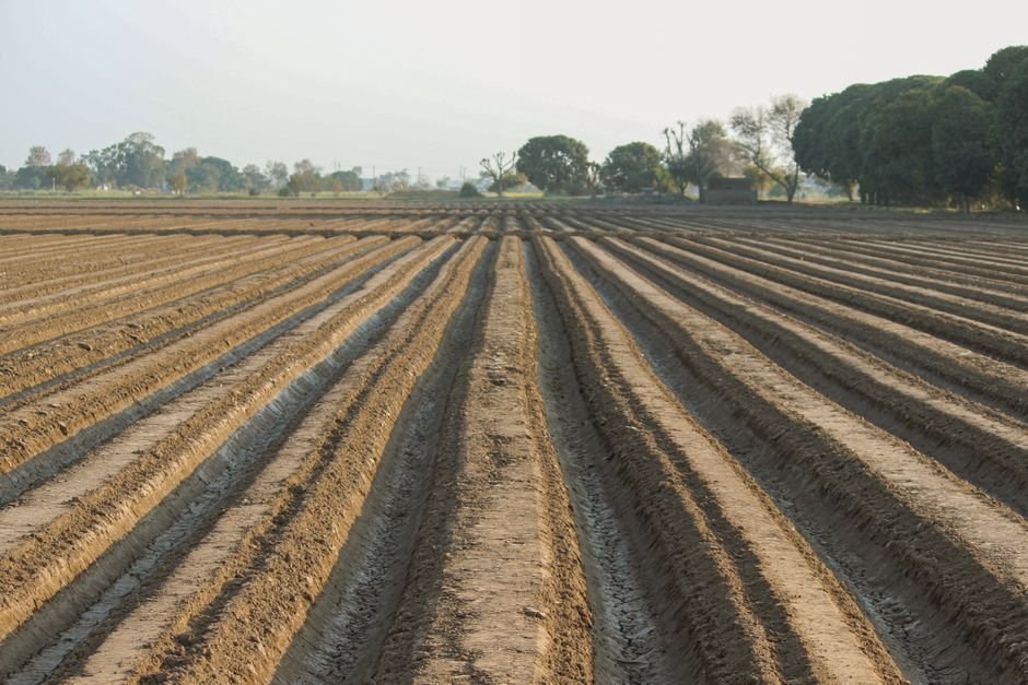 Punjab Agriculture University Champions Spring Groundnut as Water-Saving Maize Alternative A plowed field with neat rows in Punjab, showcasing agricultural preparation and rural scenery.