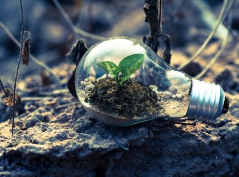 A small plant sprouts in soil inside a light bulb, symbolizing eco-friendly and sustainable growth.