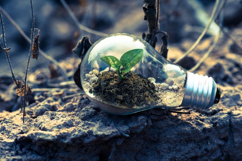 Punjab Environmental Governance Under Scrutiny Amid Rising Illegal Tree Felling Cases A small plant sprouts in soil inside a light bulb, symbolizing eco-friendly and sustainable growth.