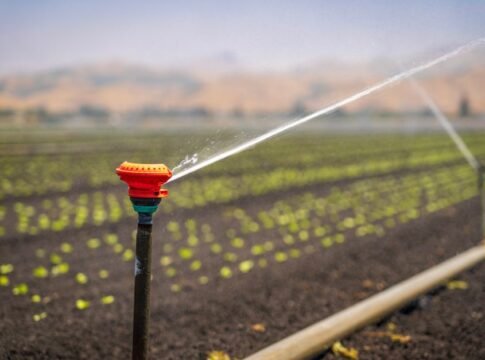 A sprinkler irrigating a green crop field in a rural landscape under a clear blue sky. A sprinkler irrigating a green crop field in a rural landscape under a clear blue sky.