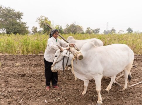 A woman farmer plows a field with oxen in rural Nagpur, India, showcasing traditional agriculture. A woman farmer plows a field with oxen in rural Nagpur, India, showcasing traditional agriculture.