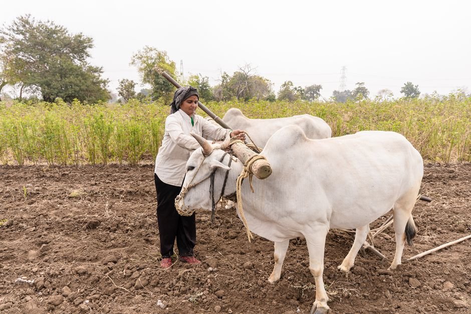 Maharashtra: Delayed Monsoon Prompts Farmers to Adapt Sowing Strategies A woman farmer plows a field with oxen in rural Nagpur, India, showcasing traditional agriculture.