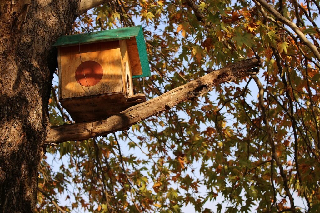 Bird House on Platanus orientalis in Faculty of Forestry (SKUAST-K)
