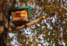 Jammu and Kashmir Scholar Receives International Grant for Endangered Fish Research Bird House on Platanus orientalis in Faculty of Forestry (SKUAST-K)