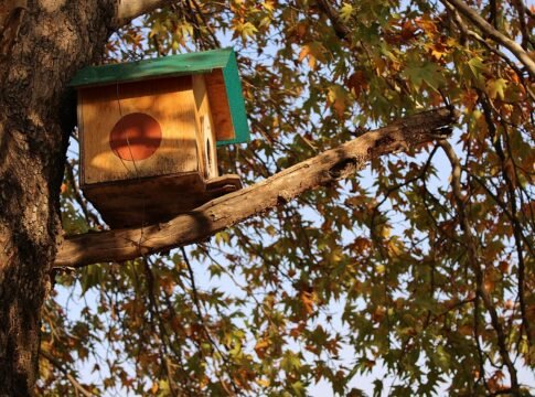 Bird House on Platanus orientalis in Faculty of Forestry (SKUAST-K) Bird House on Platanus orientalis in Faculty of Forestry (SKUAST-K)