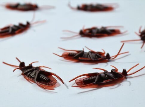 Detailed macro image of several dead cockroaches scattered on a white surface, depicting pest control.