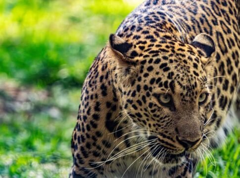 Focused leopard prowling through green grass in its natural habitat, showcasing its vibrant spotted fur. Focused leopard prowling through green grass in its natural habitat, showcasing its vibrant spotted fur.