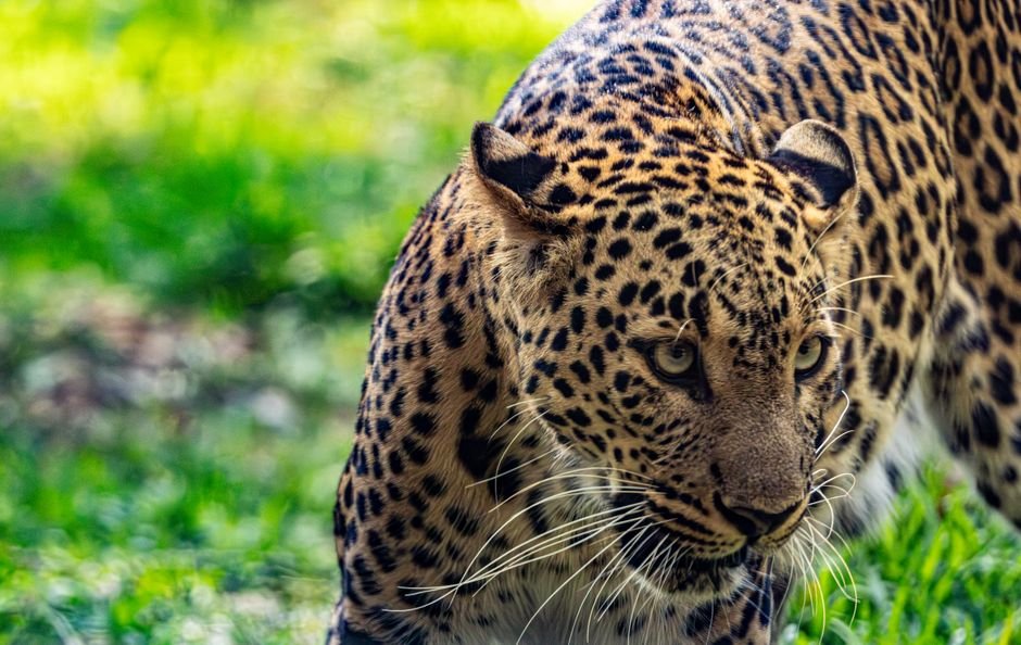 Leopard Attack Claims Seventh Life in Uttar Pradesh’s Dudhwa Buffer Zone This Year Focused leopard prowling through green grass in its natural habitat, showcasing its vibrant spotted fur.