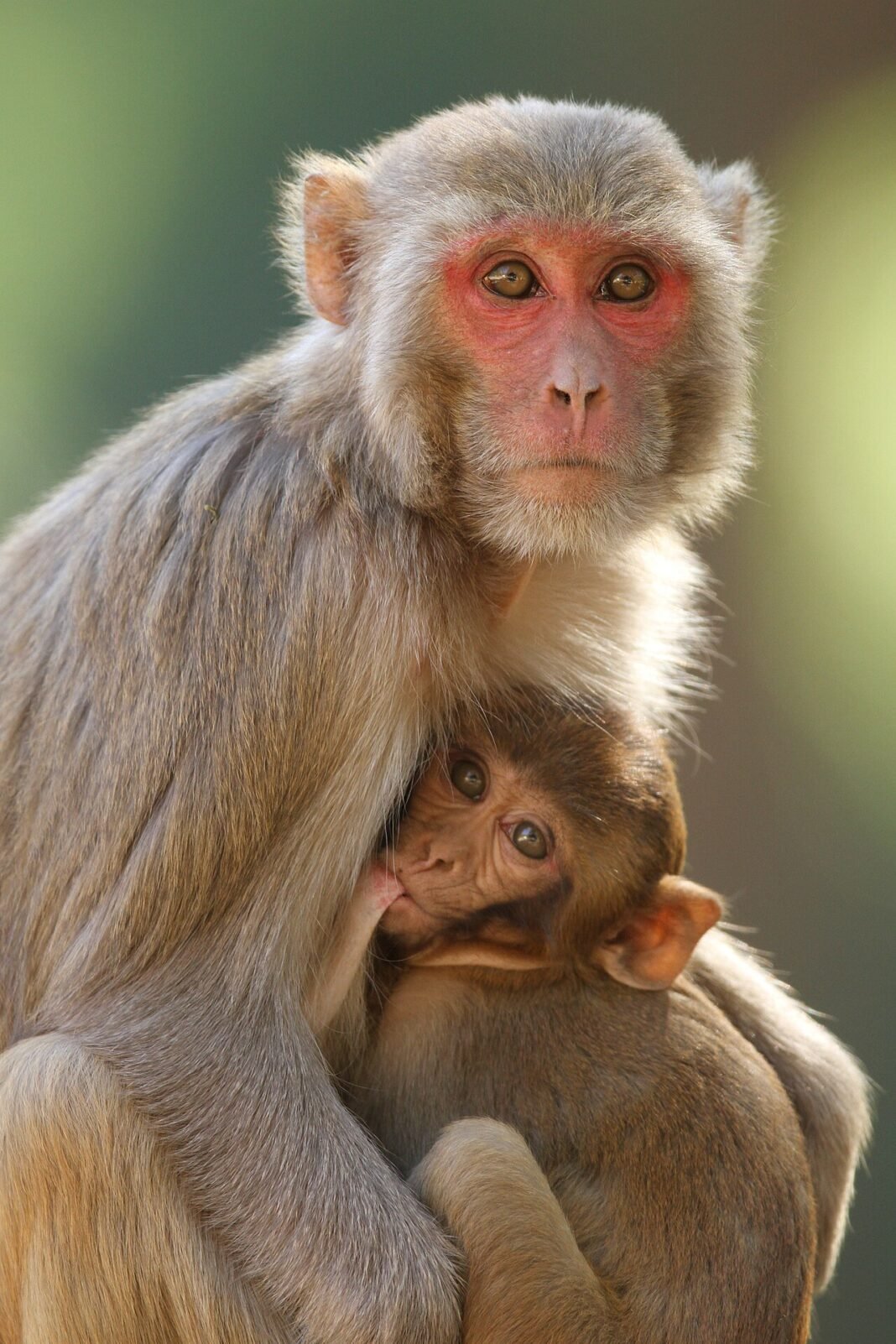 Monkeys Seek Relief from Agra Heatwave in Taj Mahal Fountain Rhesus macaque (Macaca mulatta)