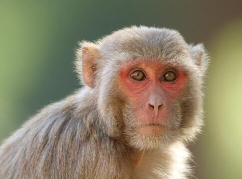 Rhesus macaque (Macaca mulatta)