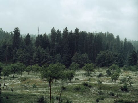 Serene view of a lush forest and meadow under a cloudy sky in Yousmarg.