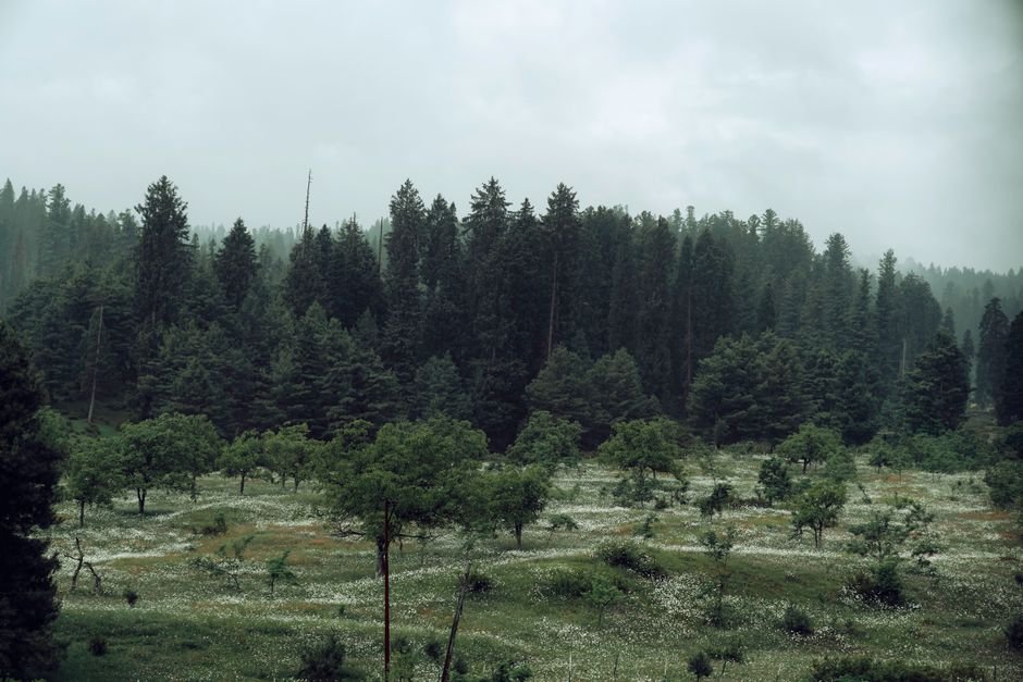 Jammu and Kashmir: Consultation Adopts ‘Kangan Declaration’ Demanding Speedy Forest Rights Act Implementation Serene view of a lush forest and meadow under a cloudy sky in Yousmarg.