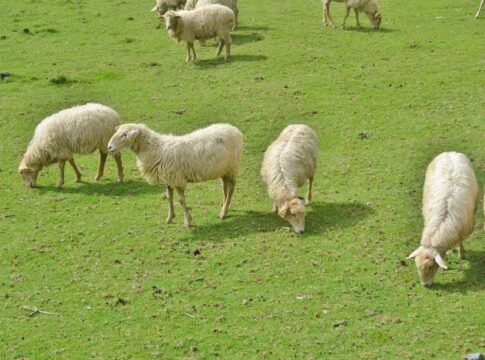 Sheep peacefully grazing in vibrant green countryside. Perfect for rural and agricultural themes. Sheep peacefully grazing in vibrant green countryside. Perfect for rural and agricultural themes.
