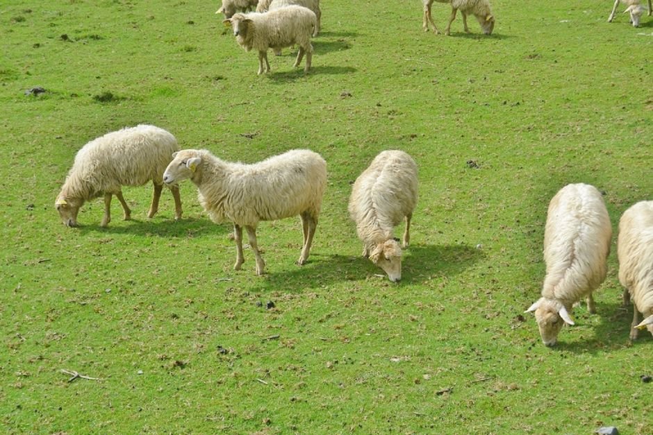 Twenty Sheep Die in South Kashmir’s Tral Under Suspected Toxic Conditions Sheep peacefully grazing in vibrant green countryside. Perfect for rural and agricultural themes.