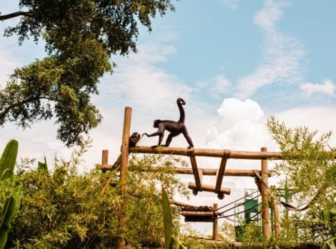 Spider monkey gracefully traverses wooden beams amidst lush greenery under a clear blue sky. Spider monkey gracefully traverses wooden beams amidst lush greenery under a clear blue sky.