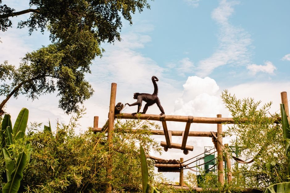 Monkey Rescues Puppy From Tree in Himachal Pradesh’s Mandi Spider monkey gracefully traverses wooden beams amidst lush greenery under a clear blue sky.