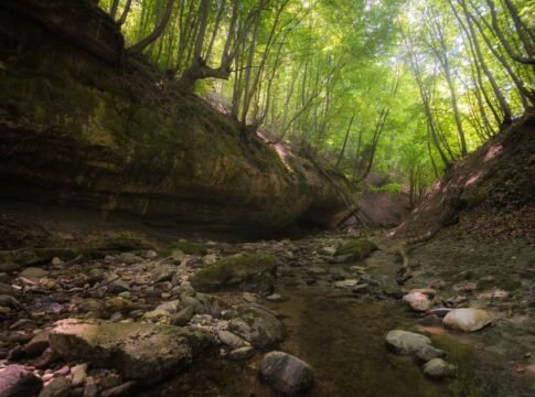 Trees with fresh verdant foliage growing in forest with stony formation in daytime in summer