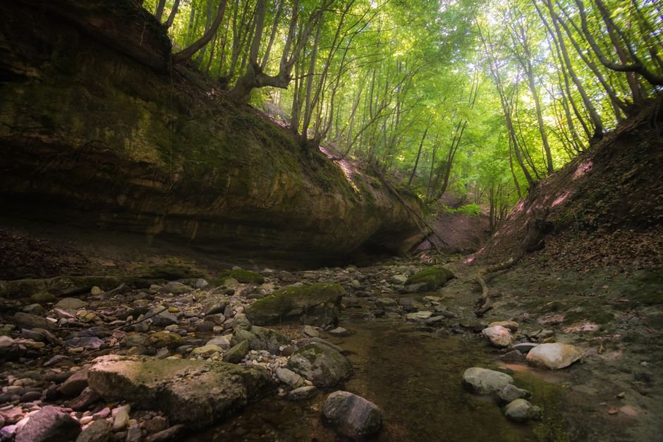 Kashmir’s Ancient Geological Record Faces Erasure Amid Neglect Trees with fresh verdant foliage growing in forest with stony formation in daytime in summer