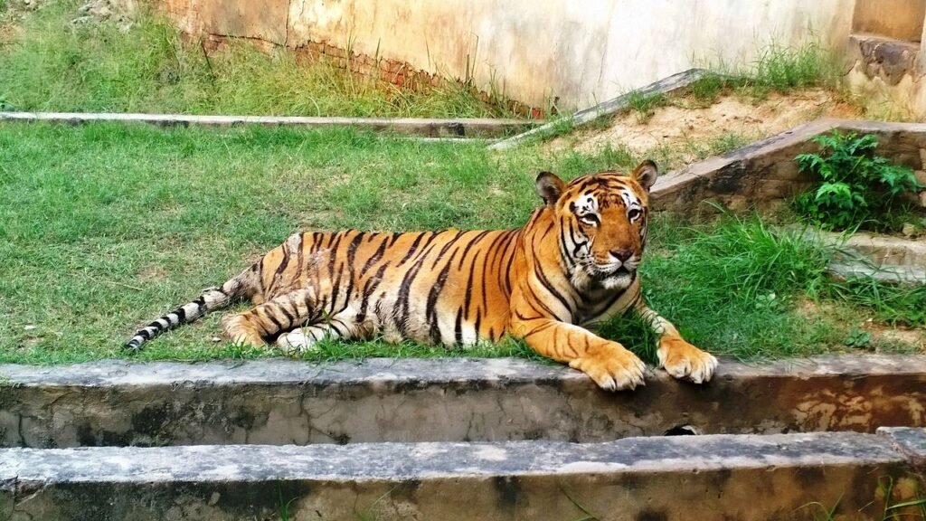 tiger safari in zoo in ludhiana
