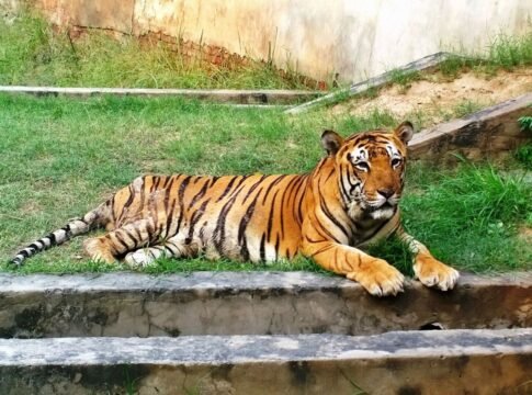tiger safari in zoo in ludhiana