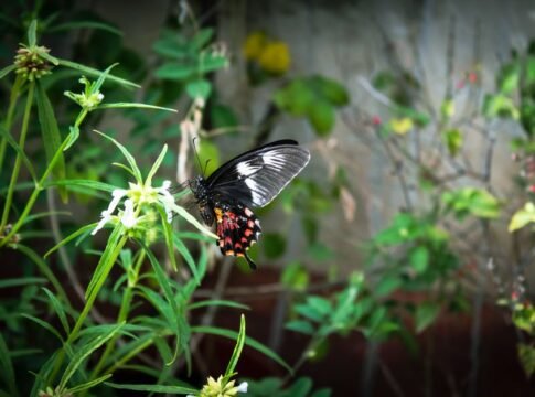 A Common Rose butterfly (Pachliopta aristolochiae) perched on white flowers amidst lush green foliage.