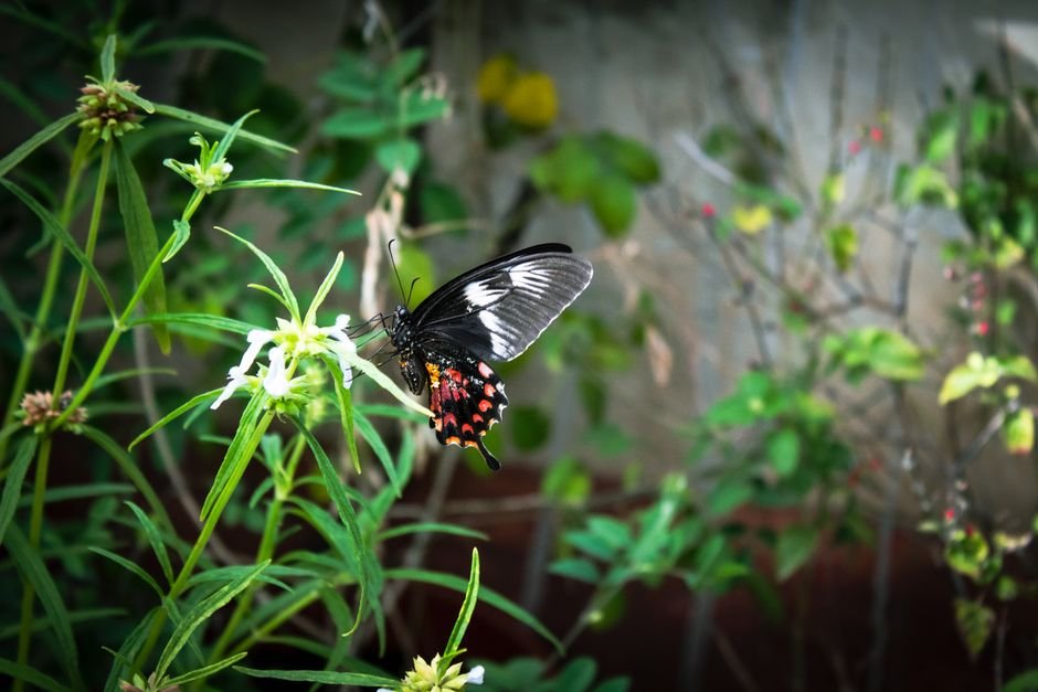 A Common Rose butterfly (Pachliopta aristolochiae) perched on white flowers amidst lush green foliage.