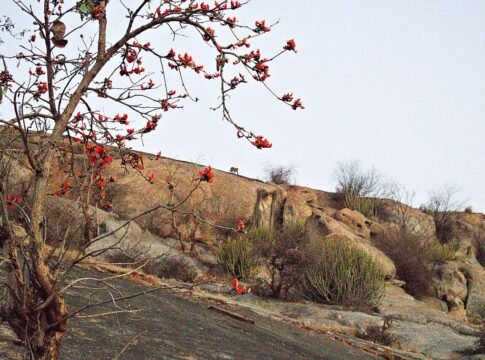 A Leopard on the Jawai Hills