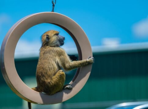 A baboon is sitting on a playground swing outdoors under a clear blue sky.