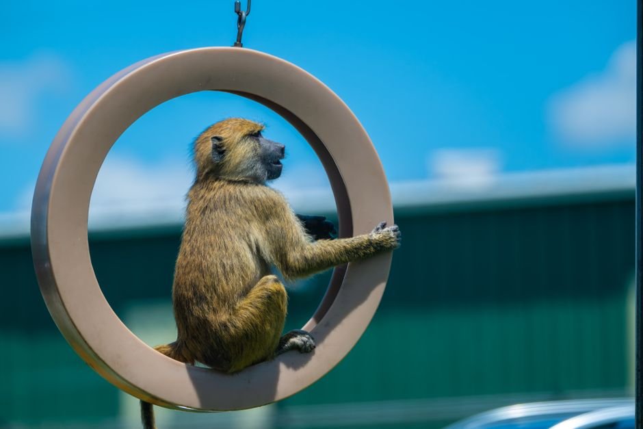 A baboon is sitting on a playground swing outdoors under a clear blue sky.