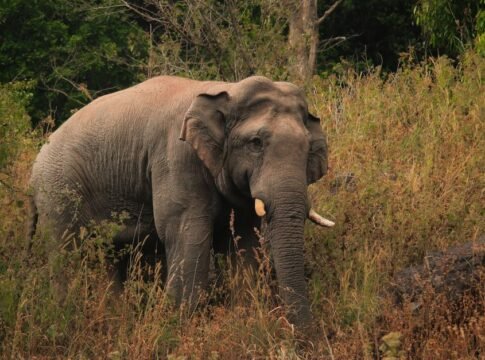 A majestic Asian elephant walking through its natural grassland habitat on a sunny day.