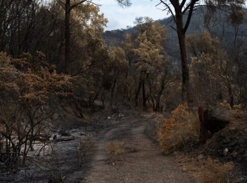 A path through a forest burned by wildfire, showing charred trees and regrowth. A path through a forest burned by wildfire, showing charred trees and regrowth.