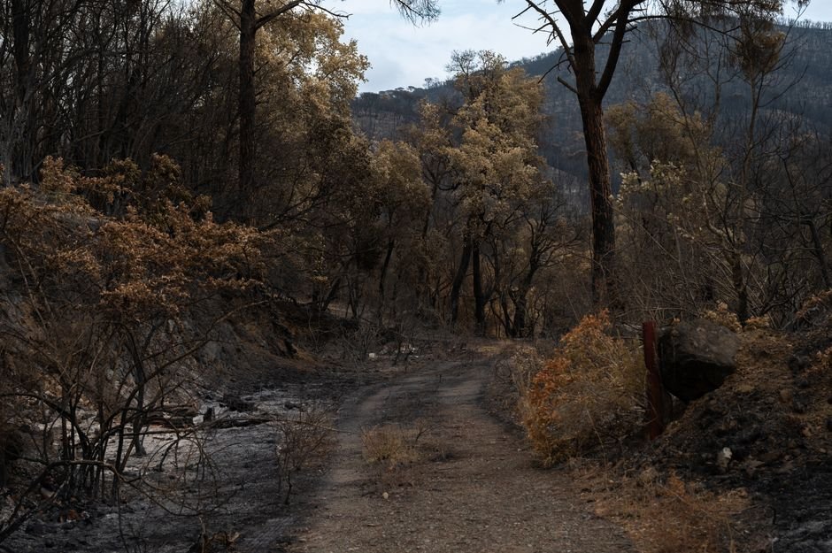Ontario Battles Rampant Wildfires, Forces Mass Evacuations A path through a forest burned by wildfire, showing charred trees and regrowth.