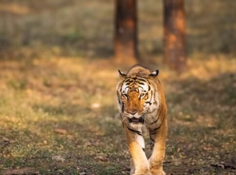A powerful Bengal tiger confidently strides through a sunlit forest, showcasing its wild beauty.