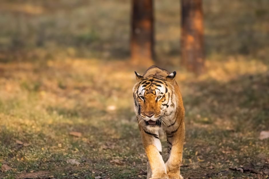 A powerful Bengal tiger confidently strides through a sunlit forest, showcasing its wild beauty.