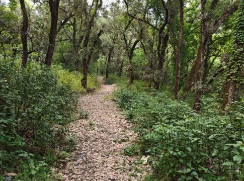 A tranquil forest path surrounded by dense greenery, ideal for nature walks and relaxation.