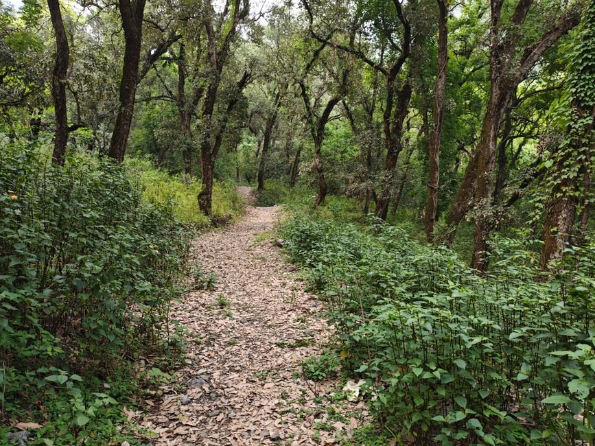 Pune Residents Cultivate Miyawaki Forest to Create City’s Third Green Lung A tranquil forest path surrounded by dense greenery, ideal for nature walks and relaxation.
