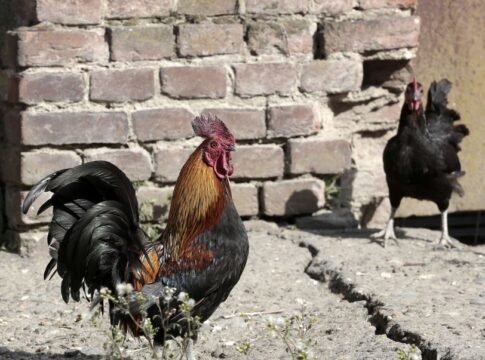 A vibrant rooster and hen standing against a rustic brick wall in a rural farmyard. A vibrant rooster and hen standing against a rustic brick wall in a rural farmyard.