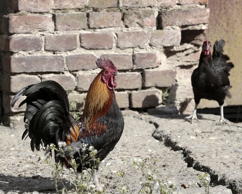 Uttar Pradesh Boosts Poultry Sector Through Policy Reforms and Cluster Development A vibrant rooster and hen standing against a rustic brick wall in a rural farmyard.