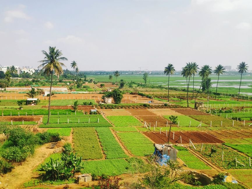 Karnataka Farmers Trained in Low-Cost Biochar Production for Soil Health Aerial view of vibrant farmland with palm trees and cultivated fields under a bright summer sky.