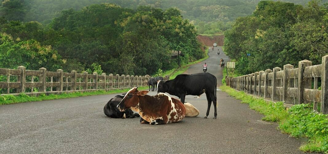 Punjab: 34 Cattle Drown in Ajnala Drain, Gujjar Community Demands Compensation Anjarle is a village in the Konkan region of Maharashtra, India. These cows were resting in the middle of a bridge that spans over a creek near the village. The photograph captures them as rain start…