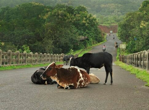 Anjarle is a village in the Konkan region of Maharashtra, India. These cows were resting in the middle of a bridge that spans over a creek near the village. The photograph captures them as rain start… Anjarle is a village in the Konkan region of Maharashtra, India. These cows were resting in the middle of a bridge that spans over a creek near the village. The photograph captures them as rain start…