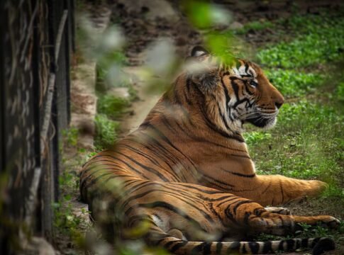 Bengal tiger resting peacefully in a zoo enclosure captured in Delhi, India.