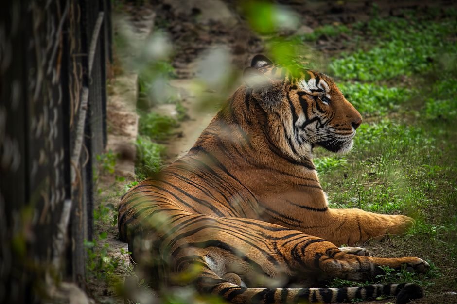 Delhi Zoo Chinkara Dies After Horns Entangled in Cement Bags Bengal tiger resting peacefully in a zoo enclosure captured in Delhi, India.