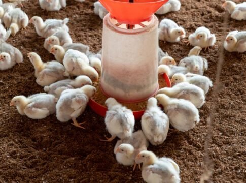 Broiler chickens gathered around a feeder on a poultry farm. Broiler chickens gathered around a feeder on a poultry farm.