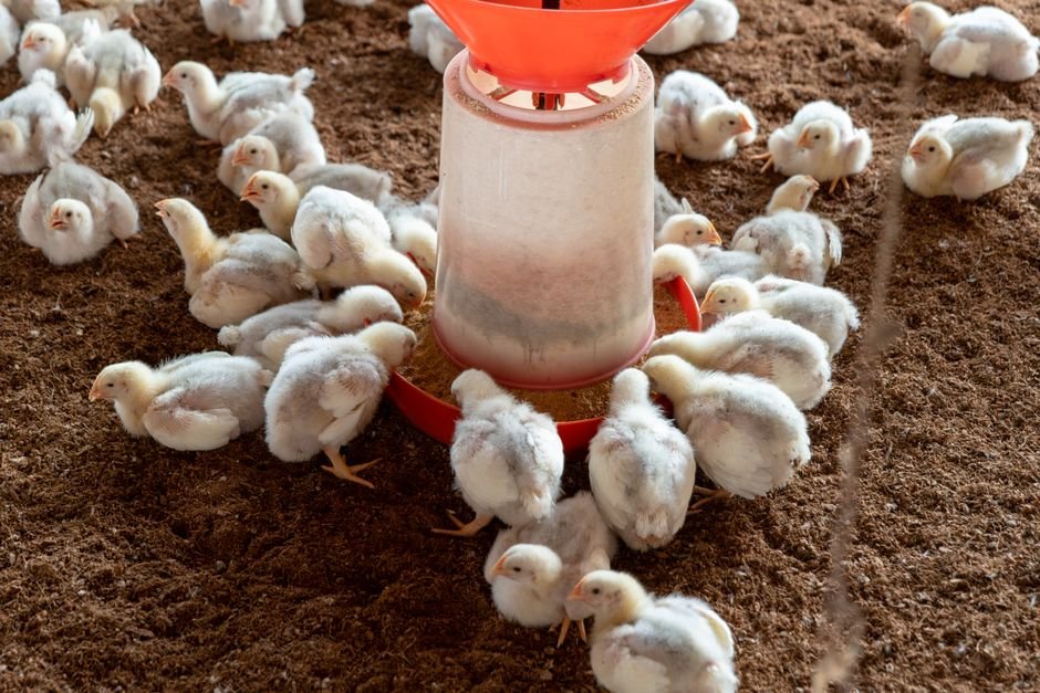 Tamil Nadu Chicken Traders Announce Sales Suspension from July 31 Over Feed Regulations Broiler chickens gathered around a feeder on a poultry farm.