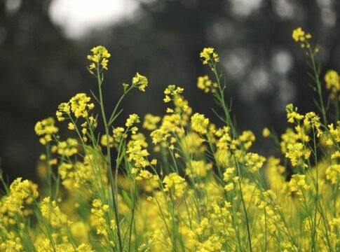 Capture of bright yellow mustard flowers thriving in a lush field, symbolizing nature's beauty.