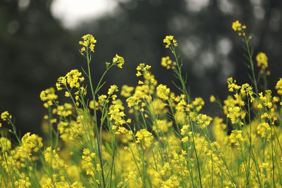 Himachal Pradesh: KVK Chamba’s ‘Khet Bachao Abhiyan’ Engages 6,000 Farmers in Soil Health Drive Capture of bright yellow mustard flowers thriving in a lush field, symbolizing nature's beauty.