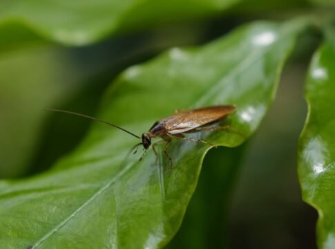 Close-up image of a cockroach sitting on a green leaf, showcasing insect detail. Close-up image of a cockroach sitting on a green leaf, showcasing insect detail.