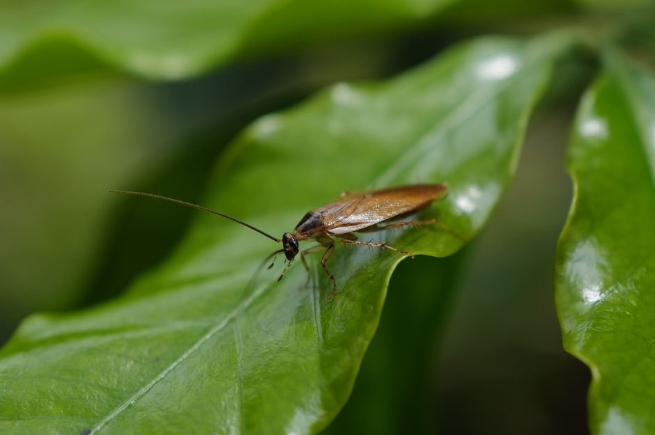 Delhi Police Crackdown Sparks Protests in Mumbai Amidst Ongoing Agitation Over Exam Irregularities Close-up image of a cockroach sitting on a green leaf, showcasing insect detail.